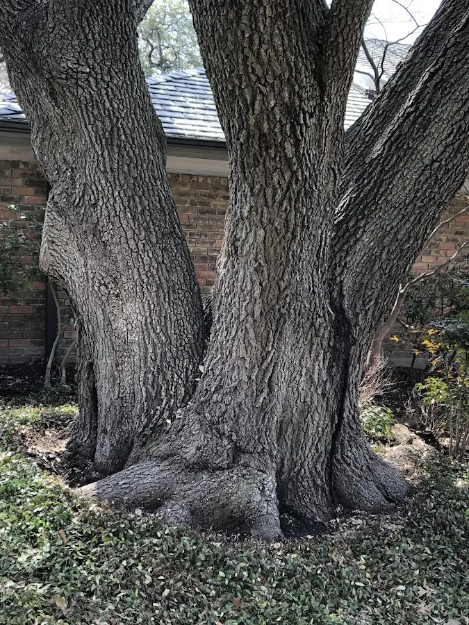 Mature heritage tree close to a Walton property cared for by certified arborists